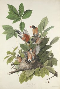 American Robin, 1832 by Robert Havell