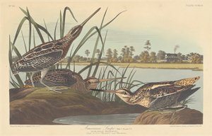 American Snipe by Robert Havell