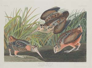 American Woodcock, 1835