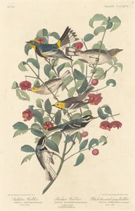 Audubon