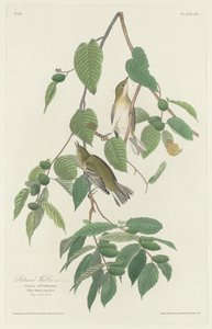 Autumnal Warbler