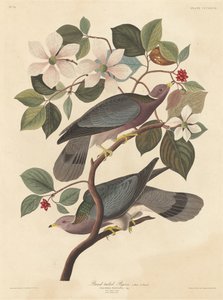Band-tailed Pigeon, 1837