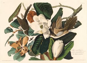 Black-billed Cuckoo