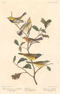 Black-throated Green Warbler, Blackburnian Warbler and Mourning Warbler by Robert Havell