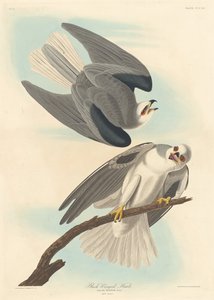 Black-winged Hawk
