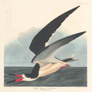 Black Skimmer by Robert Havell