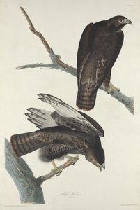 Black Warrior, 1830 by Robert Havell