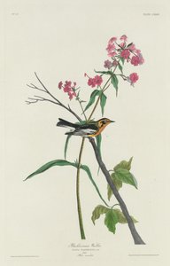 Blackburnian Warbler by Robert Havell