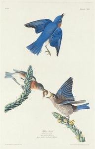 Blue-Bird, 1831