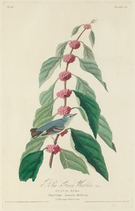 Blue-green Warbler by Robert Havell