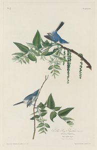 Blue-grey Flycatcher