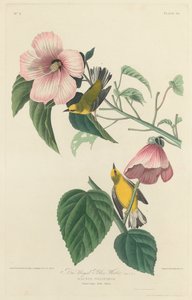 Blue-Winged Yellow Warbler, 1827