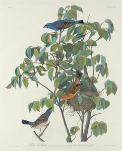 Blue Grosbeak by Robert Havell