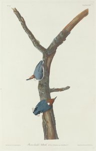 Brown-Headed Nuthatch, 1831