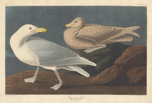 Burgomaster Gull by Robert Havell