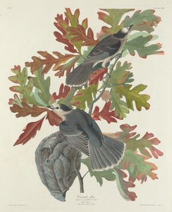 Canada Jay by Robert Havell