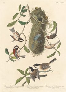 Chestnut-backed Titmouse, Black-capped Titmouse and Chestnut-crowned Titmouse by Robert Havell