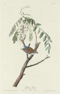 Chipping Sparrow by Robert Havell
