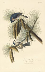 Crested Titmouse by Robert Havell