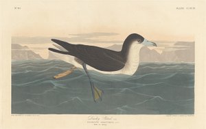Dusky Petrel, 1836