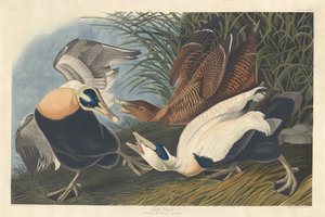 Eider Duck by Robert Havell