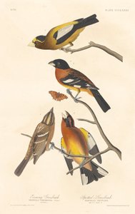 Evening Grosbeak and Spotted Grosbeak, 1837 by Robert Havell