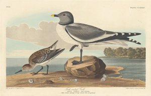 Fork-tailed Gull, 1835