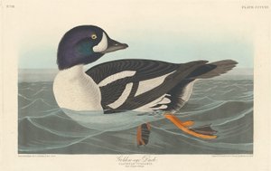Golden-eye Duck by Robert Havell