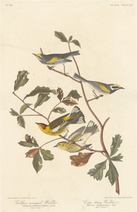 Golden-winged Warbler and Cape May Warbler by Robert Havell