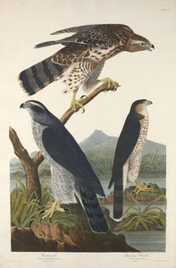 Goshawk and Stanley Hawk by Robert Havell