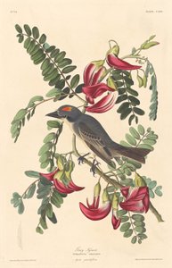 Gray Tyrant by Robert Havell
