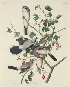 Great American Shrike or Butcher Bird by Robert Havell