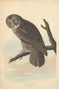 Great Cinereous Owl, 1837 by Robert Havell