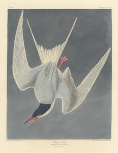 Great Tern, 1836