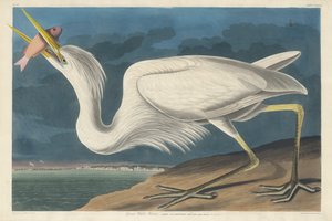 Great White Heron by Robert Havell
