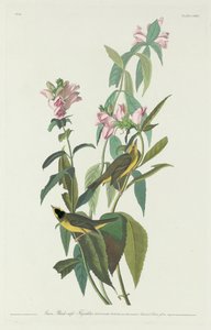 Green Black-Capt Flycatcher