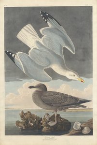 Herring Gull