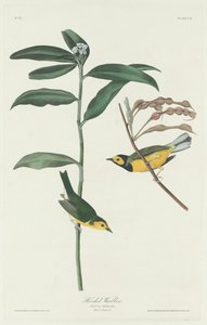Hooded Warbler, 1831