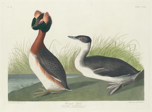 Horned Grebe, 1835 by Robert Havell
