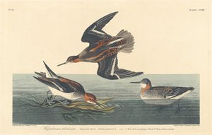 Hyperborean Phalarope