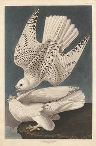 Iceland or Jer Falcon, 1837 by Robert Havell