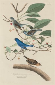 Indigo Bird by Robert Havell