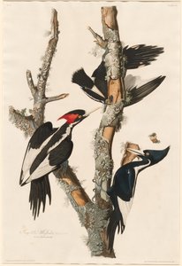 Ivory-billed Woodpecker by Robert Havell