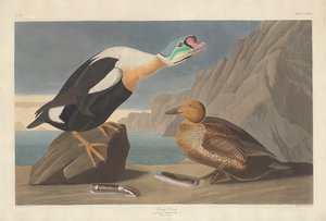 King Duck