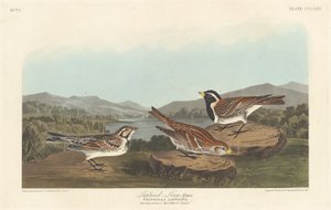 Lapland Longspur