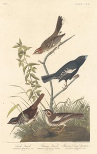 Lark Finch, Prairie Finch and Brown Song Sparrow, 1837