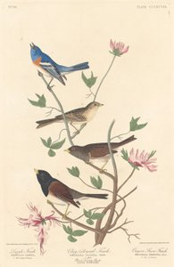 Lazuli Finch, Clay-colored Finch and Oregon Snow Finch