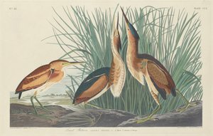Least Bittern, 1834 by Robert Havell