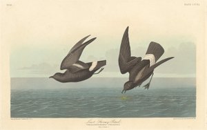 Least Stormy Petrel