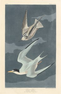 Lesser Tern by Robert Havell